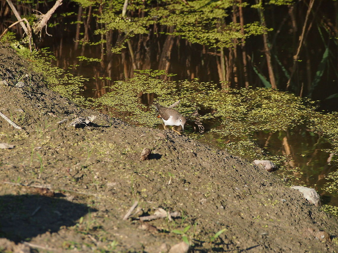 Spotted Sandpiper (Actitis macularius)  Actitis macularius,Animal,Bird,Geotagged,Sandpiper,Spotted Sandpiper,Spotted sandpiper,United States
