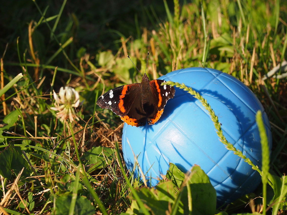 Red Admiral (Vanessa atalanta)  Animal,Butterfly,Geotagged,Insect,Red Admiral,United States,Vanessa atalanta