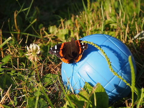 Red Admiral (Vanessa atalanta)  Animal,Butterfly,Geotagged,Insect,Red Admiral,United States,Vanessa atalanta
