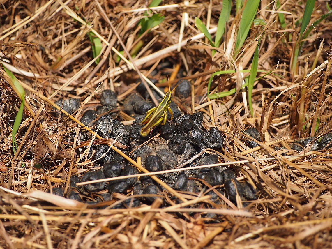 Two-striped Grasshopper (Melanoplus bivittatus)  Animal,Geotagged,Grasshopper,Insect,Melanoplus bivittatus,Two-striped Grasshopper,United States