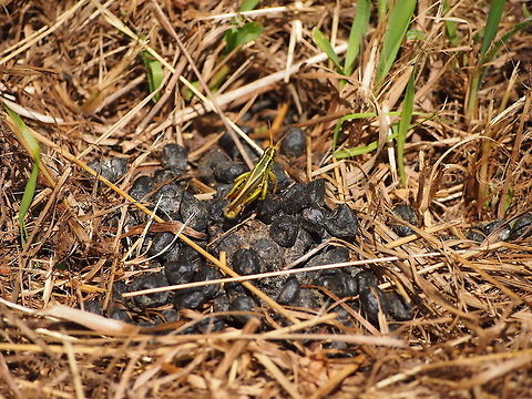 Two-striped Grasshopper (Melanoplus bivittatus)  Animal,Geotagged,Grasshopper,Insect,Melanoplus bivittatus,Two-striped Grasshopper,United States