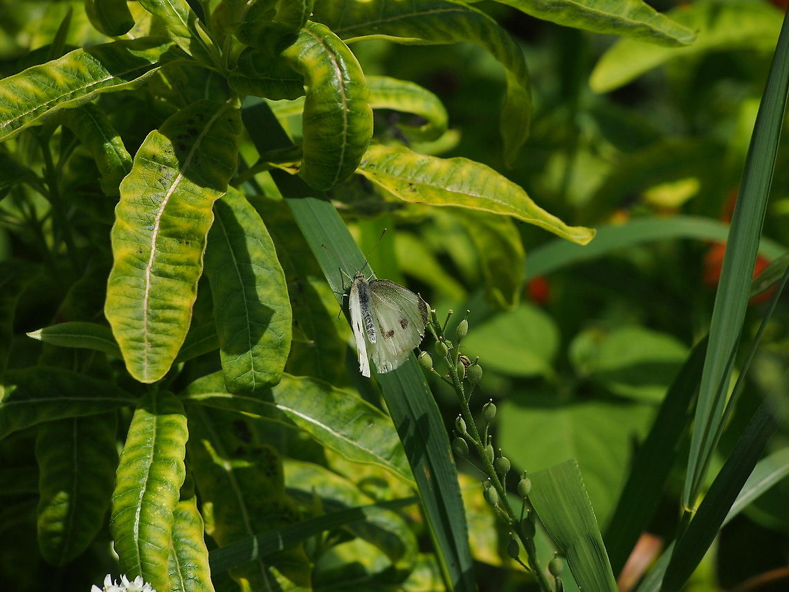 Small White (Pieris rapae)  Animal,Butterfly,Cabbage White,Geotagged,Insect,Pieris rapae,Small White,United States