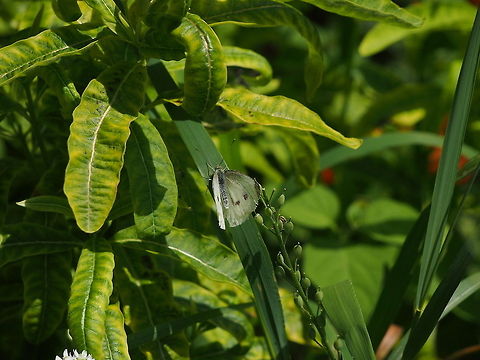 Small White (Pieris rapae)  Animal,Butterfly,Cabbage White,Geotagged,Insect,Pieris rapae,Small White,United States