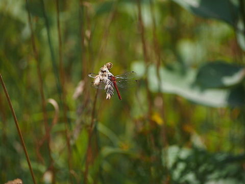 Autumn Meadowhawk (Sympetrum vicinum)  Animal,Autumn Meadowhawk,Dragonfly,Geotagged,Insect,Sympetrum vicinum,United States,Yellow-legged Meadowhawk