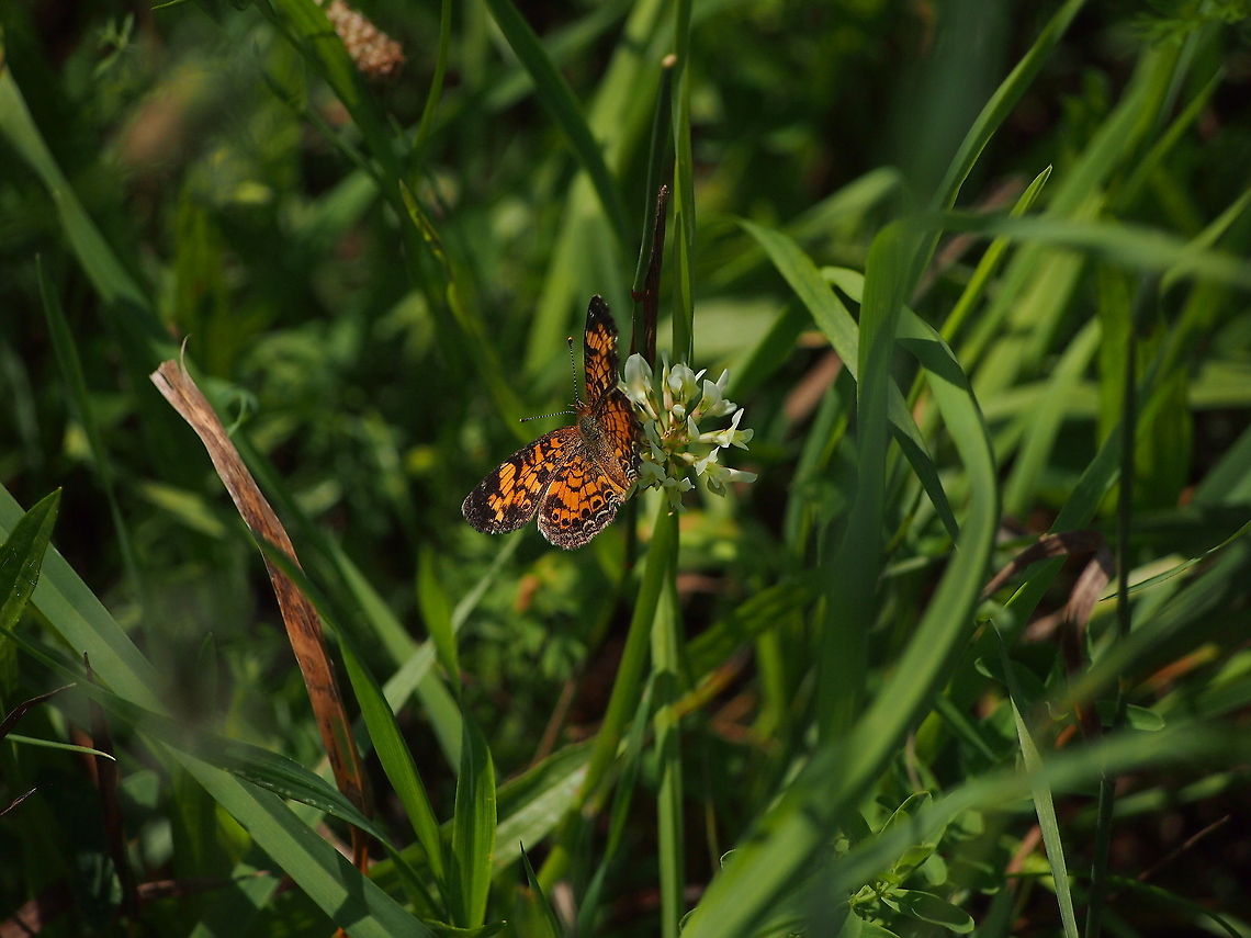 Pearl Crescent (Phyciodes tharos)  Animal,Butterfly,Geotagged,Insect,Pearl Crescent,Phyciodes tharos,United States