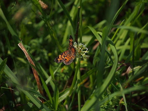 Pearl Crescent (Phyciodes tharos)  Animal,Butterfly,Geotagged,Insect,Pearl Crescent,Phyciodes tharos,United States