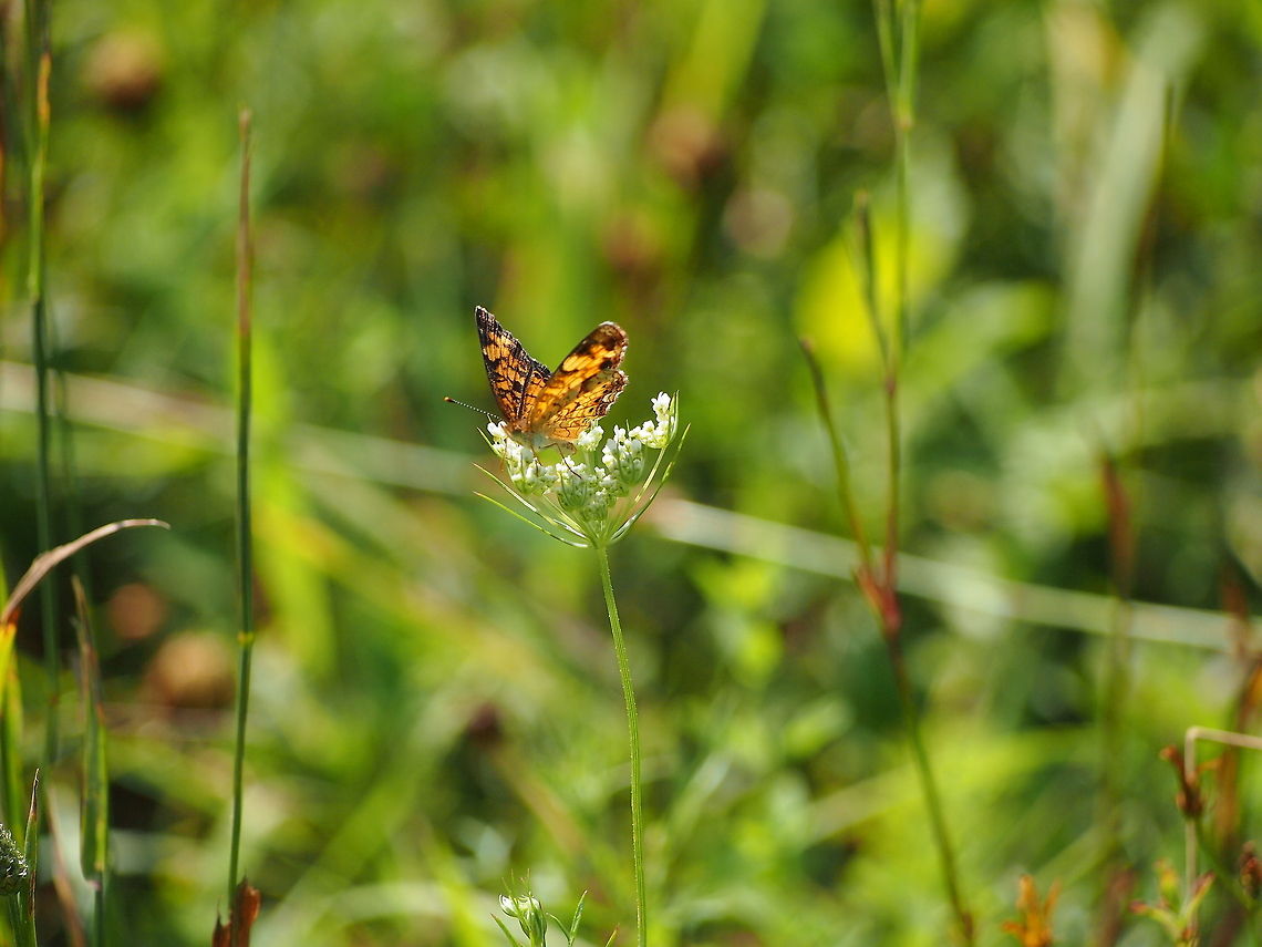 Pearl Crescent (Phyciodes tharos)  Animal,Butterfly,Geotagged,Insect,Pearl Crescent,Phyciodes tharos,United States