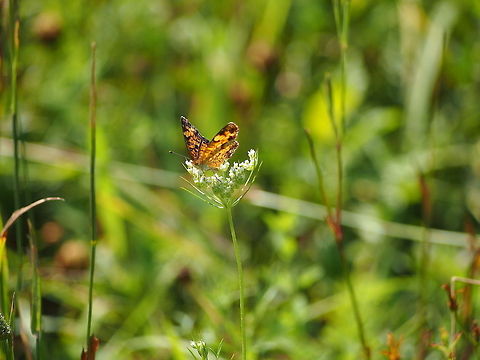 Pearl Crescent (Phyciodes tharos)  Animal,Butterfly,Geotagged,Insect,Pearl Crescent,Phyciodes tharos,United States