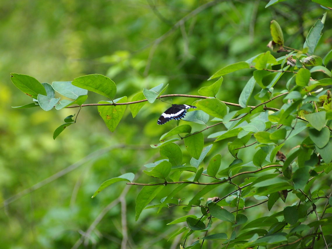 White Admiral (Limenitis arthemis arthemis)  Animal,Butterfly,Geotagged,Insect,Limenitis arthemis arthemis,United States,White Admiral