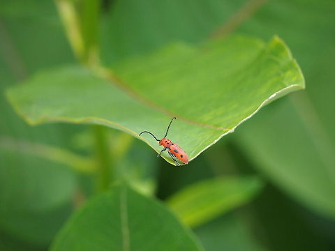 Red milkweed beetle (Tetraopes tetrophthalmus)  Animal,Geotagged,Insect,Red milkweed beetle,Tetraopes tetrophthalmus,United States