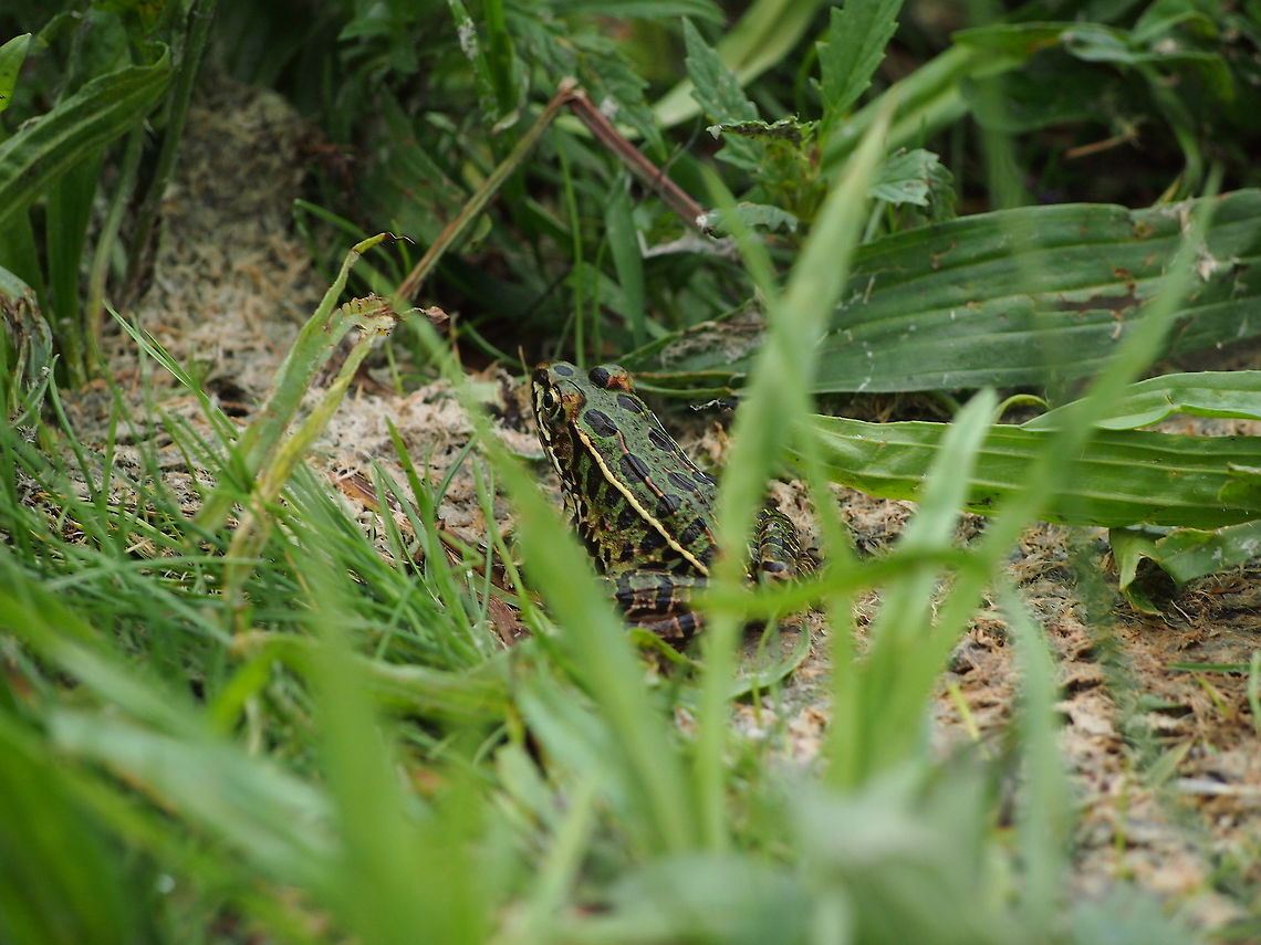 Northern leopard frog (Lithobates pipiens)  Animal,Frog,Geotagged,Lithobates pipiens,Northern leopard frog,United States