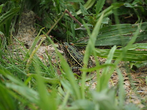 Northern leopard frog (Lithobates pipiens)  Animal,Frog,Geotagged,Lithobates pipiens,Northern leopard frog,United States