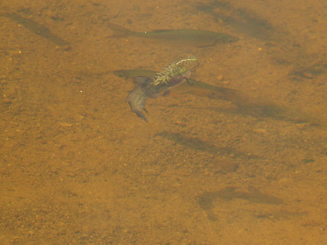 Brown bullhead (Ameiurus nebulosus) The bullhead is the one in front with whiskers, not the two in the back (in case you didn&#039;t know). Ameiurus nebulosus,Animal,Brown bullhead,Bullhead,Catfish,Fish,Geotagged,United States
