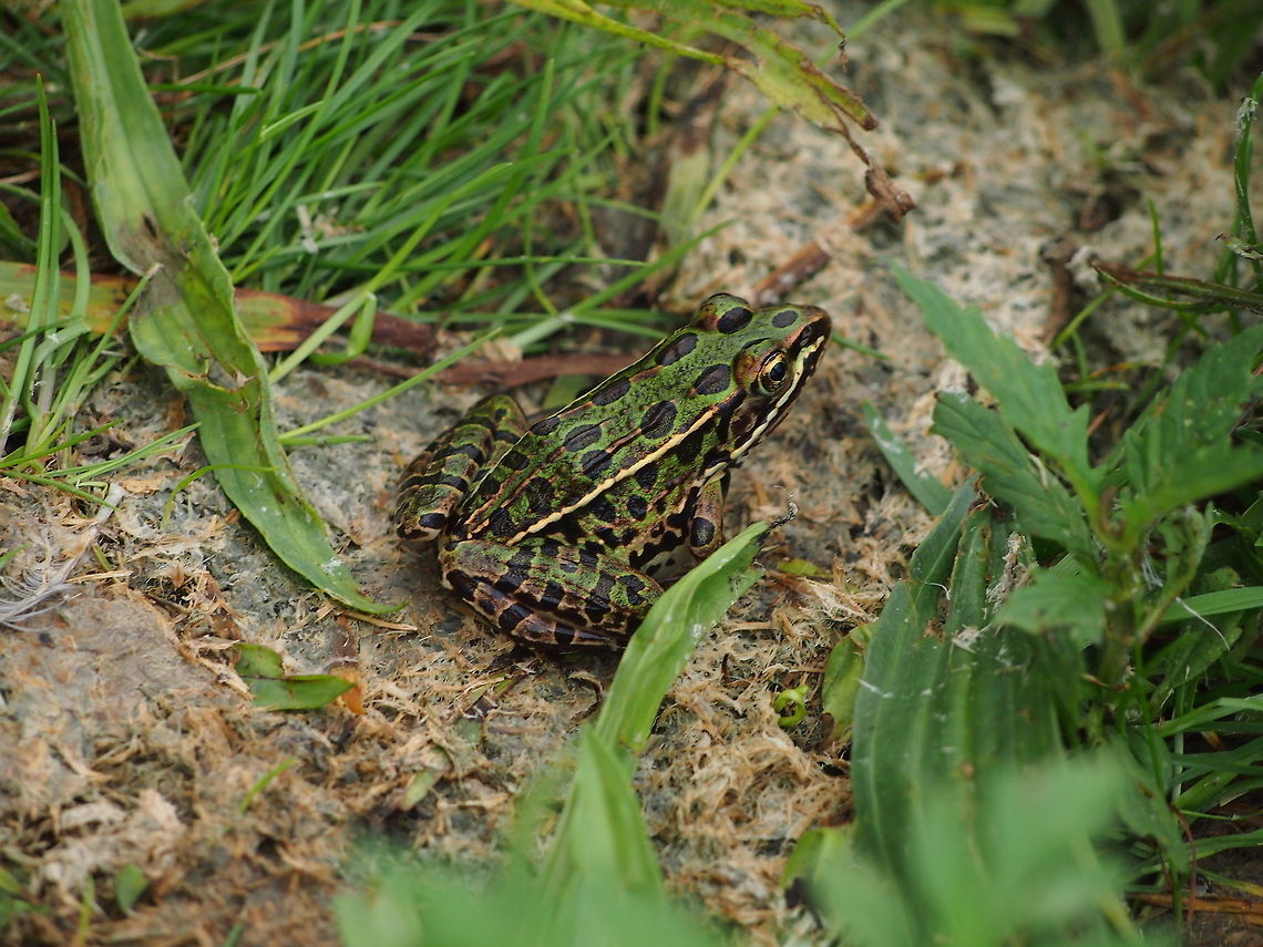 Northern leopard frog (Lithobates pipiens)  Animal,Frog,Geotagged,Lithobates pipiens,Northern leopard frog,United States