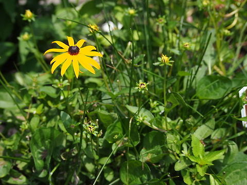 Black-eyed Susan (Rudbeckia hirta)  Black Eyed Susan,Black-eyed Susan,Blackeyed Susan,Geotagged,Rudbeckia hirta,Summer,United States