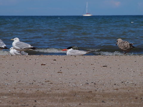 Caspian Tern (Hydroprogne caspia)  Animal,Bird,Caspian Tern,Caspian tern,Geotagged,Hydroprogne caspia,Lake Ontario,Seagull,United States,Water