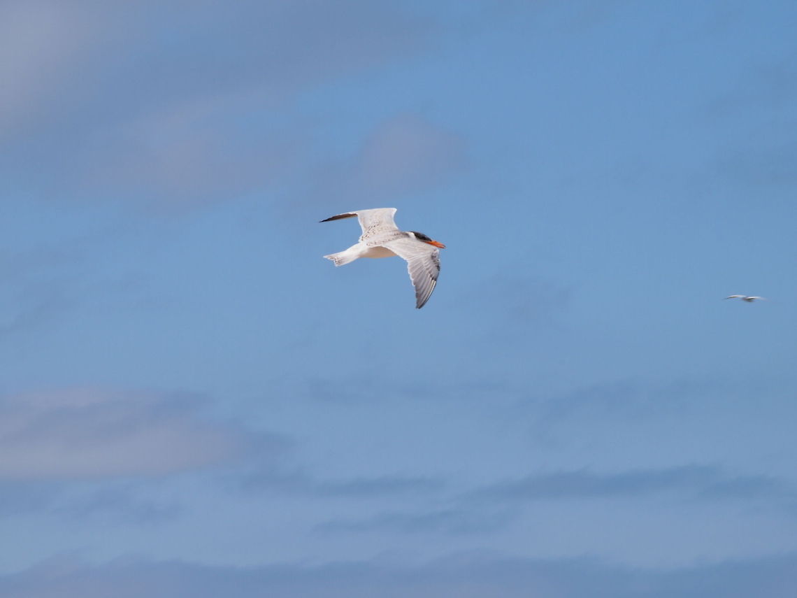Caspian Tern (Hydroprogne caspia)  Animal,Bird,Caspian Tern,Caspian tern,Geotagged,Hydroprogne caspia,United States
