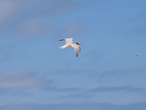 Caspian Tern (Hydroprogne caspia)  Animal,Bird,Caspian Tern,Caspian tern,Geotagged,Hydroprogne caspia,United States