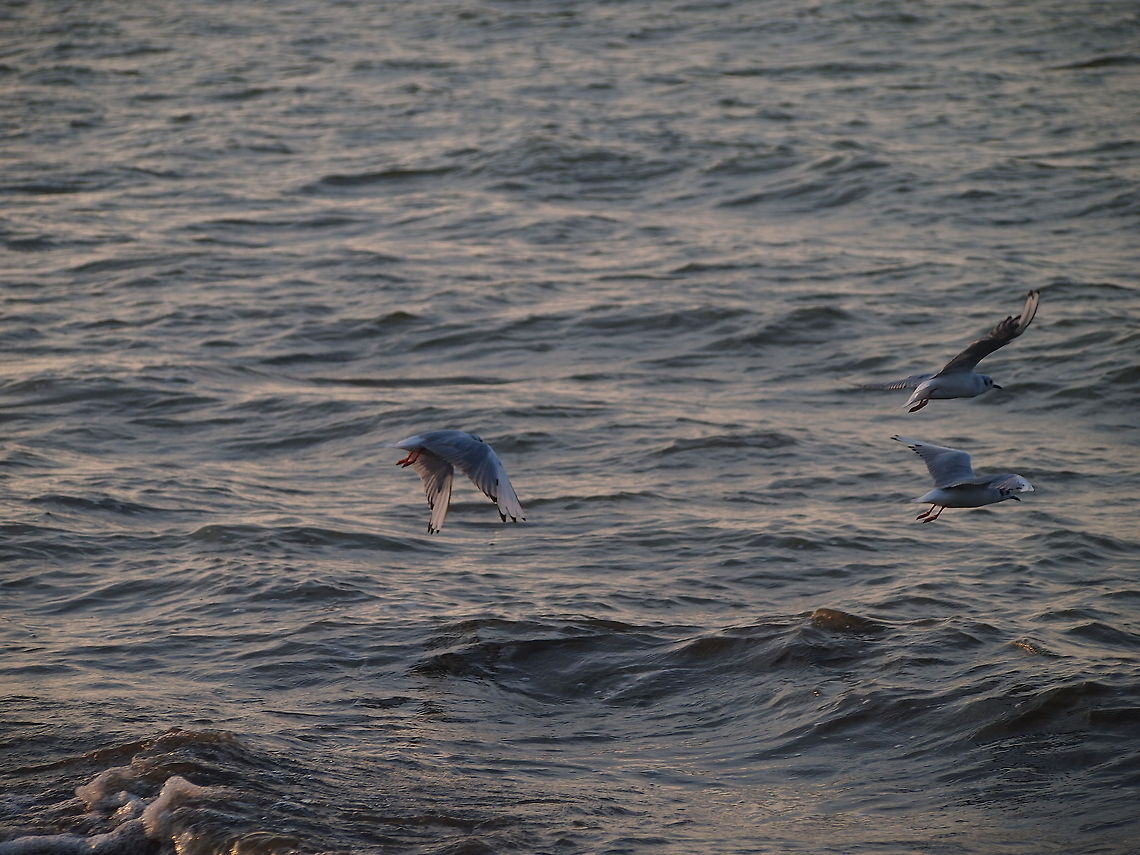 Bonaparte's gull (Chroicocephalus philadelphia)  Animal,Bird,Bonaparte's gull,Bonapartes gull,Chroicocephalus philadelphia,Seagull
