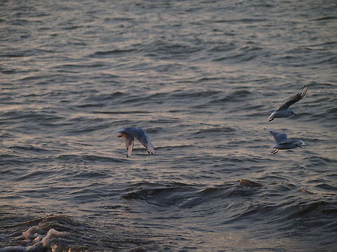 Bonaparte's gull (Chroicocephalus philadelphia)  Animal,Bird,Bonaparte's gull,Bonapartes gull,Chroicocephalus philadelphia,Seagull