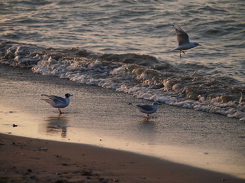 Bonapartes gull (Chroicocephalus philadelphia)  Animal,Bird,Bonaparte's gull,Bonapartes gull,Chroicocephalus philadelphia,Seagull