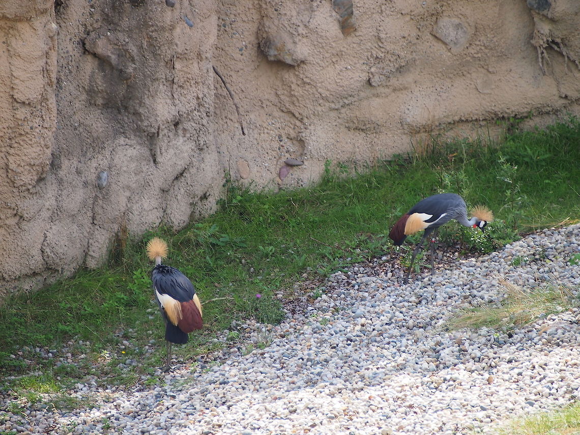 East African Crowned Crane (Balearica regulorum)  Animal,Balearica regulorum,Bird,Crane,East African Crowned Crane,Grey Crowned Crane,Zoo