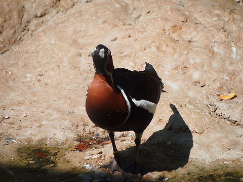 Red-breasted goose (Branta ruficollis)  Animal,Bird,Branta ruficollis,Red-breasted goose,Zoo