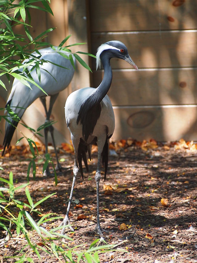 Demoiselle Crane (Anthropoides virgo)  Anthropoides virgo,Demoiselle Crane,Zoo