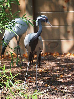 Demoiselle Crane (Anthropoides virgo)  Anthropoides virgo,Demoiselle Crane,Zoo