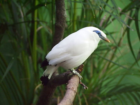 Bali Mynah (Leucopsar rothschildi)  Bali Mynah,Bali myna,Leucopsar rothschildi,zoo