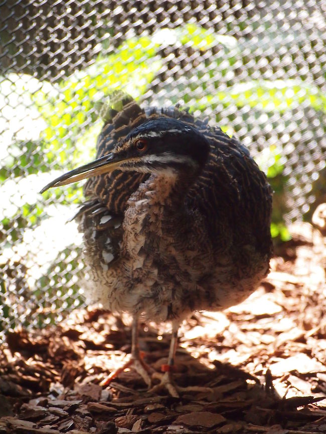 Sunbittern (Eurypyga helias)  Animal,Bird,Eurypyga helias,Sunbittern,zoo