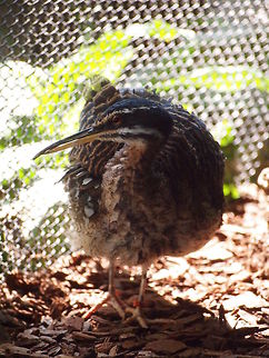Sunbittern (Eurypyga helias)  Animal,Bird,Eurypyga helias,Sunbittern,zoo
