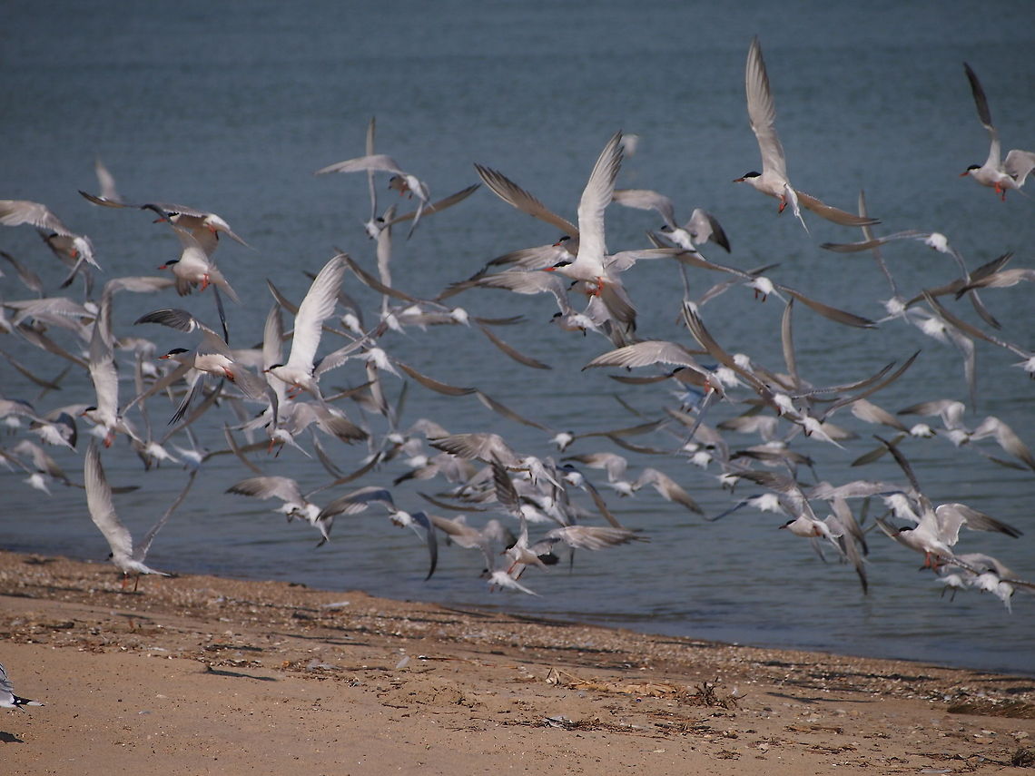 A Flock of Terns (Common Tern [Sterna hirundo])  Animal,Bird,Common Tern,Geotagged,Sterna hirundo,United States