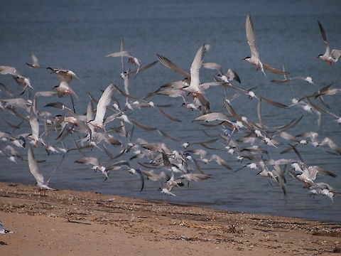 A Flock of Terns (Common Tern [Sterna hirundo])  Animal,Bird,Common Tern,Geotagged,Sterna hirundo,United States