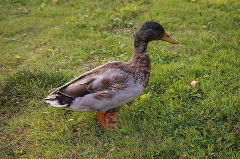 Mallard (Anas platyrhynchos)  Anas platyrhynchos,Animal,Bird,Duck,Geotagged,Juvenile,Male,Mallard,United States