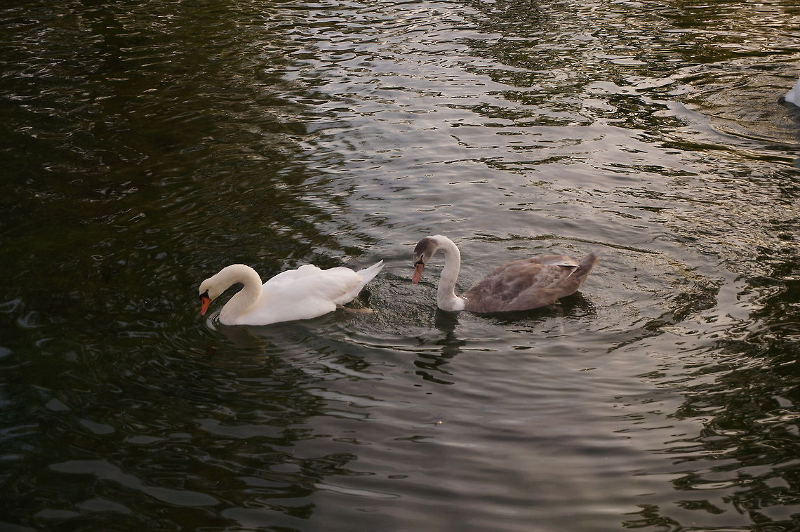 Mute Swan (Cygnus olor) Juvenile (less than a year old) swan with it's mother of father (well... with both, if you count the edge of the leg in the top-right corner). Animal,Bird,Cygnus olor,Geotagged,Mute Swan,Swan,United States
