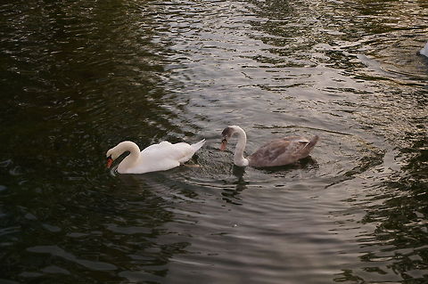 Mute Swan (Cygnus olor) Juvenile (less than a year old) swan with it's mother of father (well... with both, if you count the edge of the leg in the top-right corner). Animal,Bird,Cygnus olor,Geotagged,Mute Swan,Swan,United States
