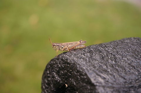 Red-legged Grasshopper (Melanoplus femurrubrum)  Animal,Geotagged,Grasshopper,Insect,Melanoplus femurrubrum,Red-legged Grasshopper,Summer,United States