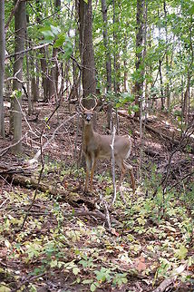 White-tailed Deer (Odocoileus virginianus)  Animal,Deer,Geotagged,Odocoileus virginianus,United States,White-tailed Deer,adult,male