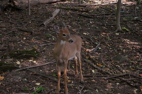 White-tailed Deer (Odocoileus virginianus) This deer was maybe a little to trusting of humans. It got close enough that I took a couple steps back before I continued taking photos. Animal,Deer,Geotagged,Odocoileus virginianus,United States,White-tailed Deer,juvenile,male