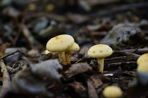 Unidentified Mushroom  Geotagged,Mushroom,United States
