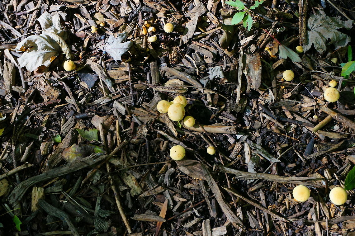 Unidentified Mushroom  Fungi,Geotagged,Mushroom,United States