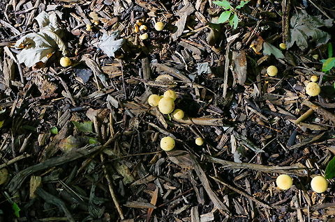 Unidentified Mushroom  Fungi,Geotagged,Mushroom,United States