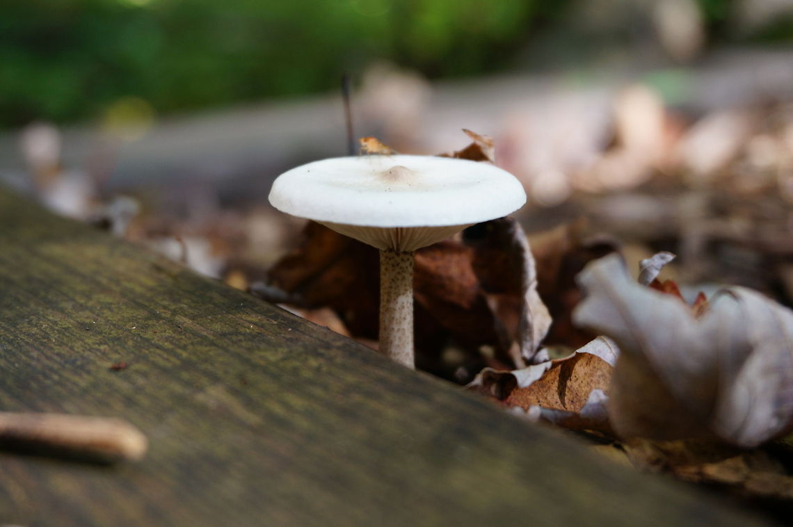 Unidentified Mushroom  Fungi,Geotagged,Mushroom,United States