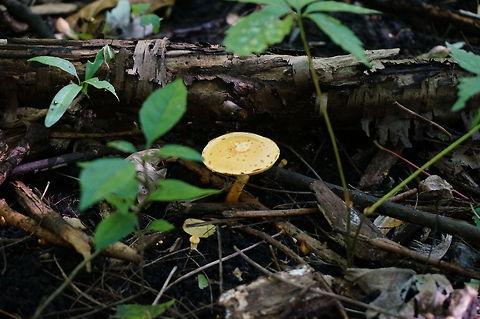 Unidentified Mushroom  Fungi,Geotagged,Mushroom,United States