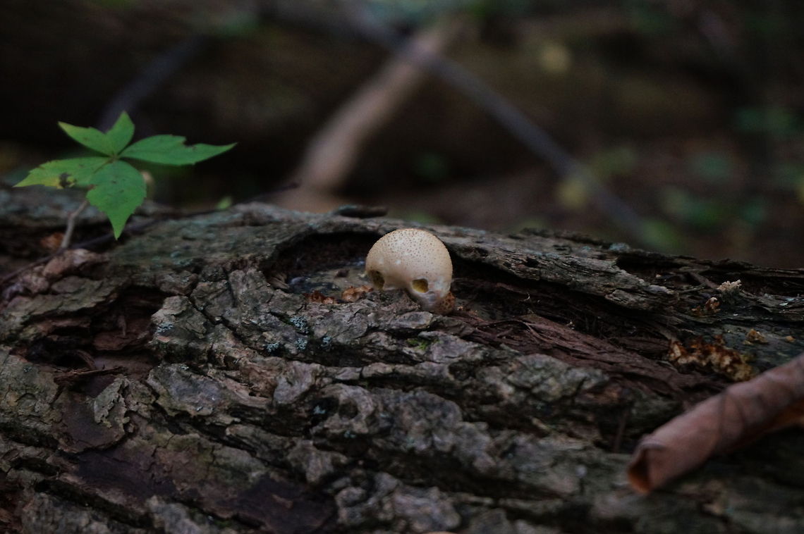 Unidentified Mushroom  Fungi,Geotagged,Mushroom,United States