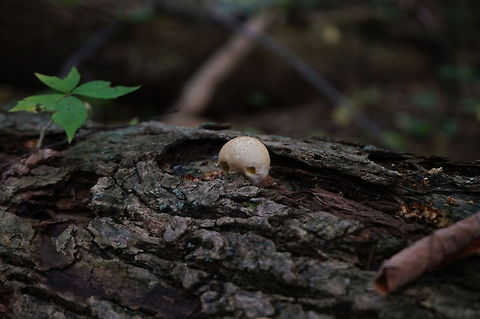 Unidentified Mushroom  Fungi,Geotagged,Mushroom,United States