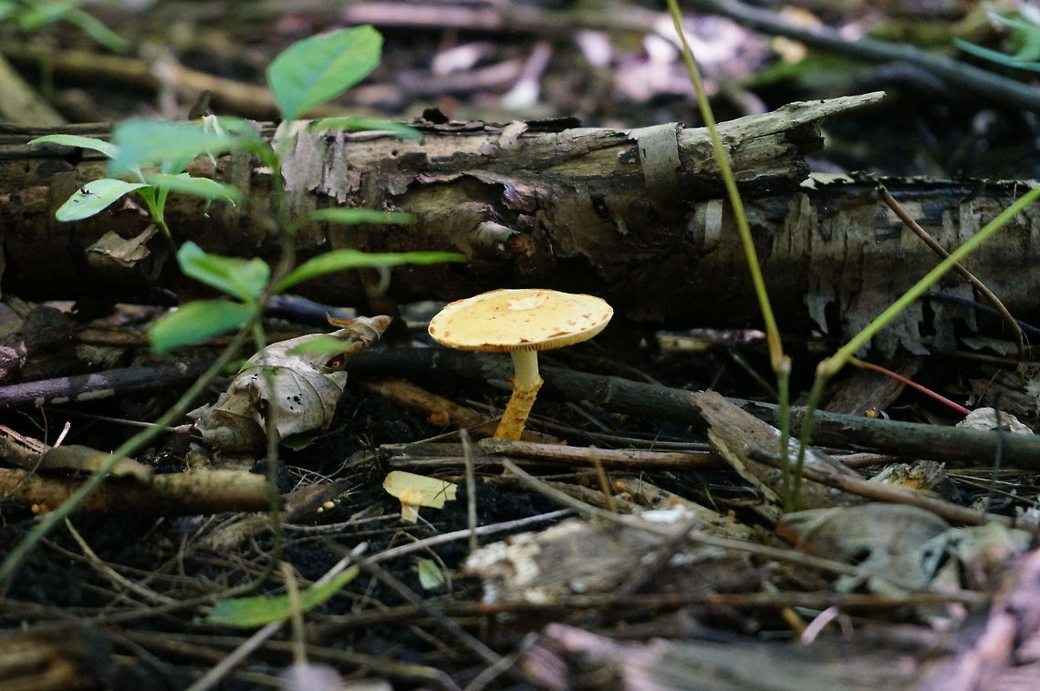 Unidentified Mushroom  Fungi,Geotagged,Mushroom,United States