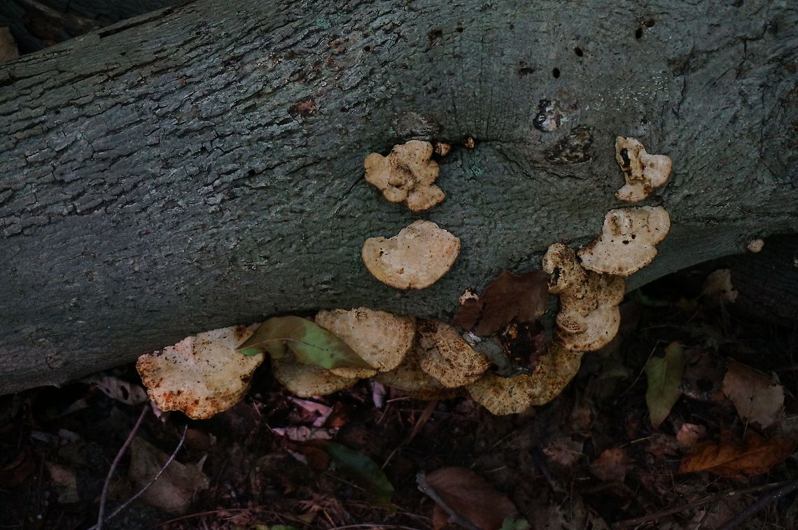 Unidentified Mushroom  Fungi,Geotagged,Mushroom,United States