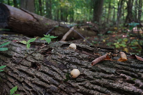 Unidentified Mushroom  Fungi,Geotagged,Mushroom,United States